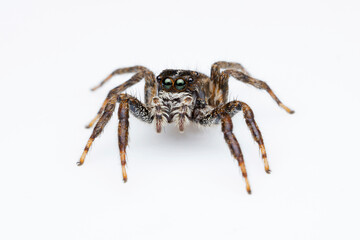 A Plexippus sp. jumping spider captured in the wild in Dharamshala, Himachal Pradesh, India.