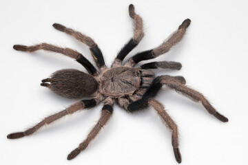 Male Haplocosmia cf. himalayana (a species of tarantula) spotted in Himachal Pradesh, India.