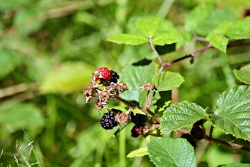 berries of a blackberry bramble