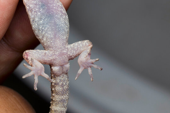 Close-up of the hemipenial bulges indicative of a male specimen of the gecko species, Cyrtodactylus sp.