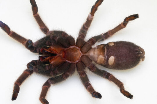 Ventral view of a mature female Haplocosmia cf. himalayana (a species of tarantula).