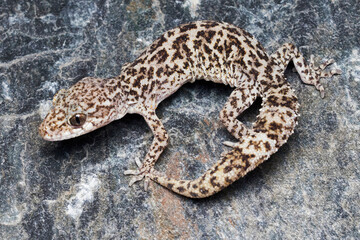 Specimen of Cyrtodactylus cf. lawderanus, a gecko species, photographed in Himachal Pradesh, India.