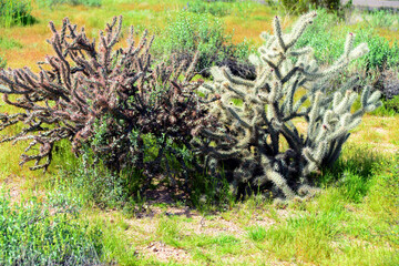 Cholla cactus, Sonora Desert, Mid Spring