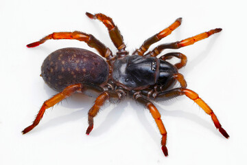 Photograph of the female Gravelyia species, captured in its natural habitat in Mizoram, India.