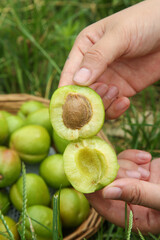Fresh Green Apricots from Aksu - Hands Holding Cut Fruit Showing Pit and Flesh