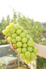 Fresh Green Grapes Cluster Held in Hand with Sunny Natural Garden Background