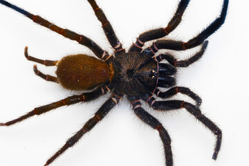 Close-up photograph of a Macrothele spider, a genus found primarily in the Indo-Burma region.