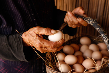 Senior farmer holding fresh white egg with basket of brown eggs in traditional farmhouse kitchen
