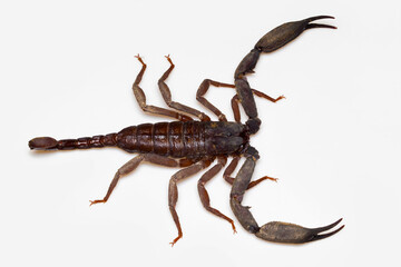 A Scorpiops longimanus, also known as an Asian forest scorpion or Black Emperor Scorpion, captured in North-East India.