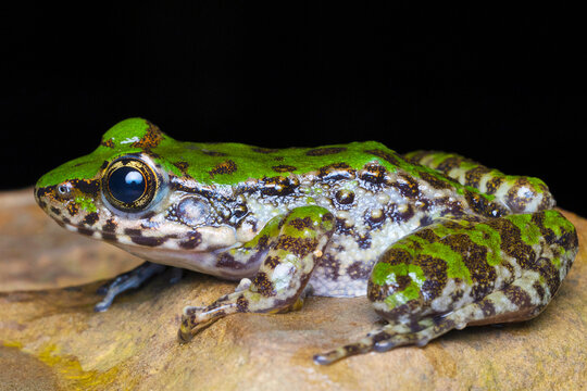 Image of a frog species, Odorrana sp., captured within the Indo-Burma region.