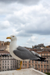 Seagull perched on stone ledge with cityscape