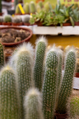 Close-up of tall cactus plants with white spines growing in pots at an outdoor market.