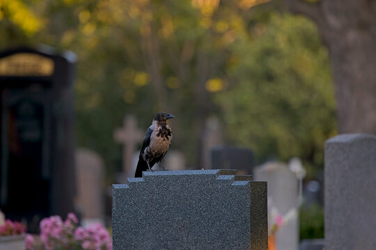 Nebelkr&auml;he (Corvus cornix) auf Grabstein &ndash; Symbol f&uuml;r Verg&auml;nglichkeit, Spiritualit&auml;t und Erinnerung, Vogel auf Friedhof in melancholischer Naturstimmung mit Copyspace
