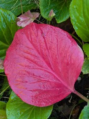 Red wet leaf of autumn bergenia.