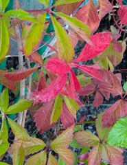 Bright autumn leaves of maiden grapes.
