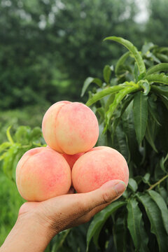 Fresh Ripe Yangshan Peaches Held in Hand Against Green Tree Foliage in Orchard