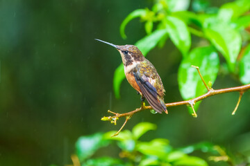 Best Humminbird from Ecuador in the flight, wildlife from tropical jungle. Colibri, birds known for their vibrant colors, long, slender bills, and ability to hover while rapidly beating their wings.