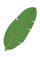 A vibrant green tropical banana leaf showing intricate veins and streaks perfect for nature and exotic designs
