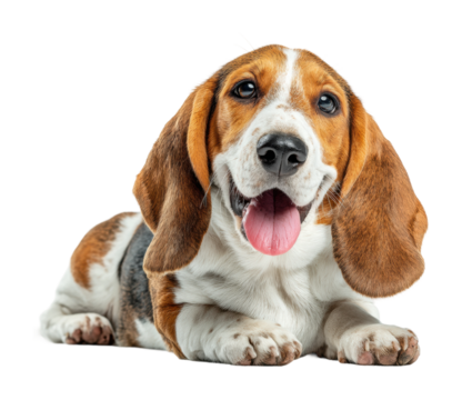 Happy beagle dog portrait in cute pet isolated on transparent background