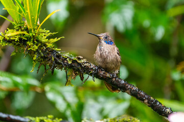 Best Humminbird from Ecuador in the flight, wildlife from tropical jungle. Colibri, birds known for their vibrant colors, long, slender bills, and ability to hover while rapidly beating their wings.