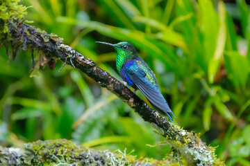 Best Humminbird from Ecuador in the flight, wildlife from tropical jungle. Colibri, birds known for their vibrant colors, long, slender bills, and ability to hover while rapidly beating their wings.