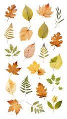 Obraz premium Fall pressed leaves png cut out set