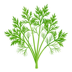 dill isolated on white background
