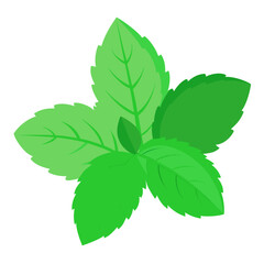 mint isolated on white background