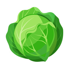 cabbage isolated on white