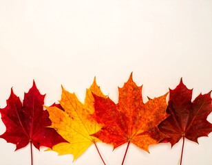 Fototapeta premium Autumn leaves in various shades on white background