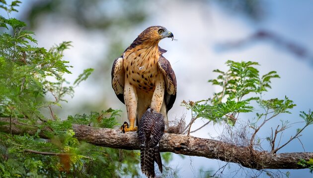 an eagle feeds on a lizard kill changeable hawk eagle keeps the prey under its talons at yala national park sri lanka