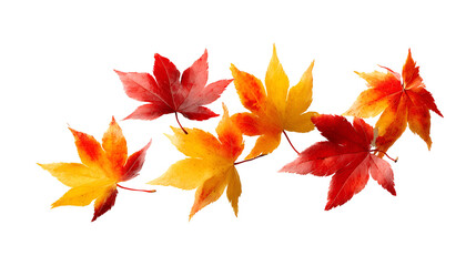 Autumn falling  leaves