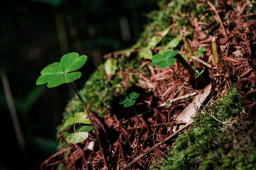 日本の山岳風景