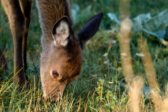 I cervi del Parco Nazionale d'Abruzzo  - Stagione del Bramito