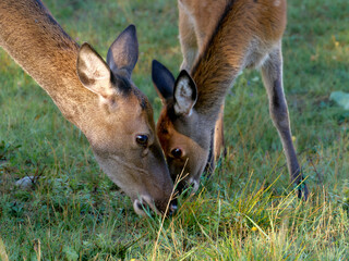 I cervi del Parco Nazionale d'Abruzzo  - Stagione del Bramito