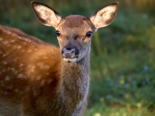 I cervi del Parco Nazionale d'Abruzzo  - Stagione del Bramito