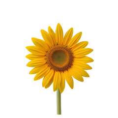 sunflower isolated on white