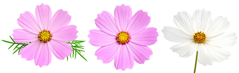 コスモスの花のパーツ素材