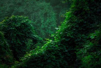 Lush Green Forest Foliage
