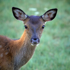 I cervi del Parco Nazionale d'Abruzzo  - Stagione del Bramito