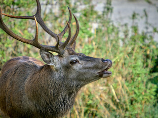 I cervi del Parco Nazionale d'Abruzzo  - Stagione del Bramito