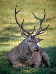 I cervi del Parco Nazionale d'Abruzzo  - Stagione del Bramito