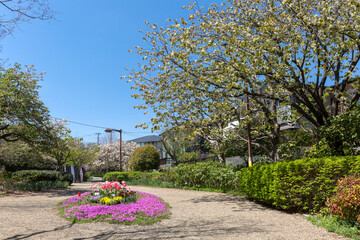 さくらの散歩道(ふれあいの小径)＜神奈川県大和市つきみ野＞「つきみ野七丁目」交差点近く