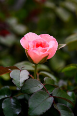 pink rose in garden