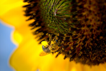 sunflower close up