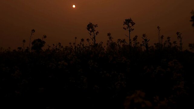 Yellow mustard flowers (Sarso) blow gently in the wind, rural land filled with vibrant canola flowers. India