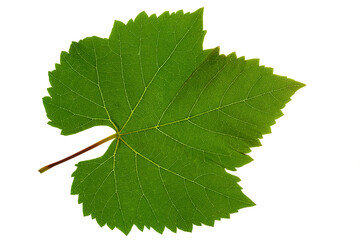 Grape leaf on white background