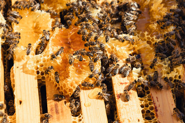 Close up top view of bees crawling on wooden frame with honeycomb full of fresh honey.