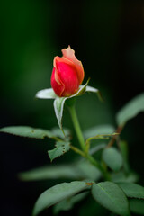 red rose on black background