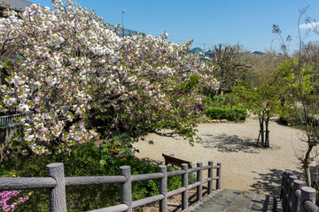 さくらの散歩道(ふれあいの小径)＜神奈川県大和市つきみ野＞「つきみ野七丁目」交差点近く